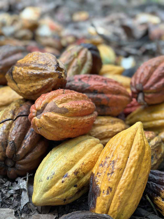 Les origines du chocolat bean to bar