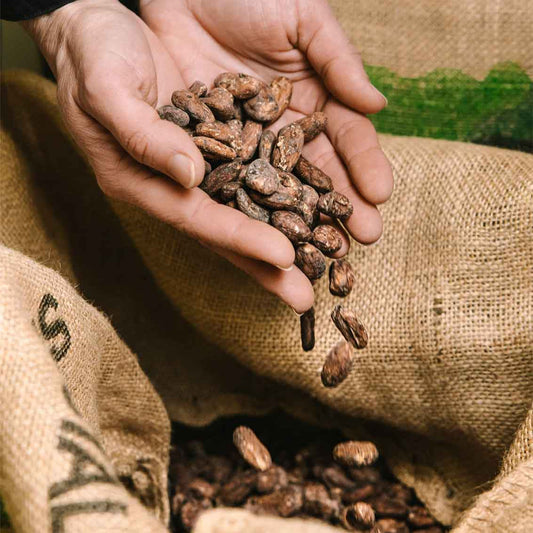 Comment nous sélectionnons nos fèves de cacao ?