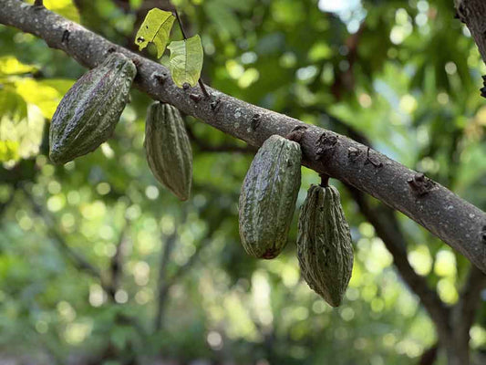 Decryptage : Cadmium et cacao